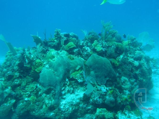 manchones de arrecife el caribe